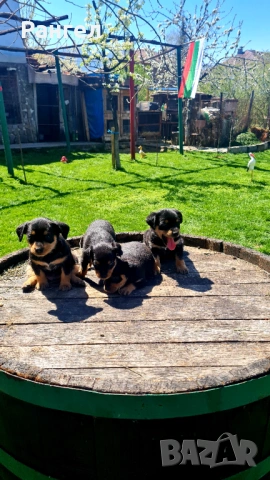 Пинчери , снимка 6 - Пинчер - 53706784