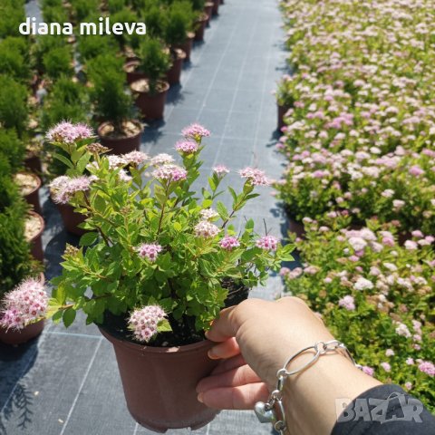 Спирея Малката Принцеса, Spiraea Japonica Little Princess, снимка 3 - Градински цветя и растения - 41045005