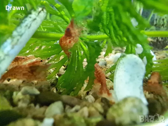 Скариди ред чери, снимка 3 - Други - 47306354