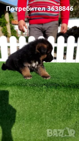 Немска овчарка, снимка 2 - Немска овчарка - 50099482