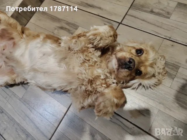 Кокер шпаньол английски , снимка 5 - Кокер шпаньол - 55963713