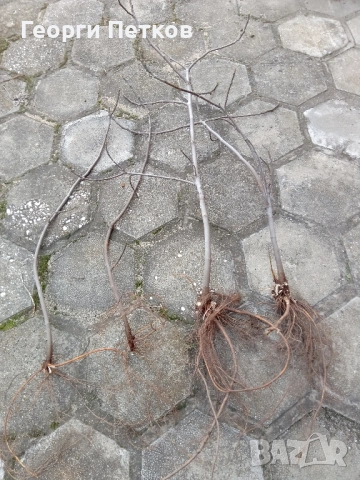 Смокинови фиданки, снимка 4 - Градински цветя и растения - 53703048