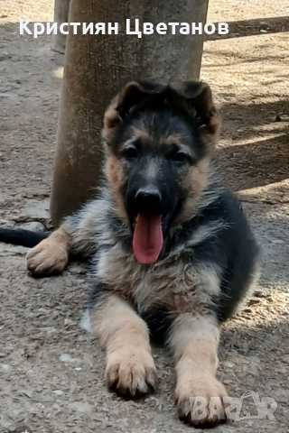 Продавам малки немски овчарки, снимка 1
