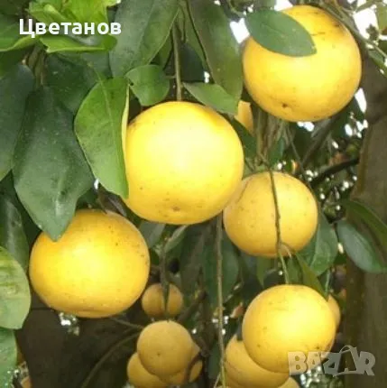 Грейпфрут сорт Марш Сийдлес, снимка 2 - Стайни растения - 49667981