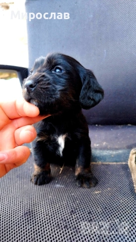 Мъжки Английски Кокер , снимка 2 - Кокер шпаньол - 53098200