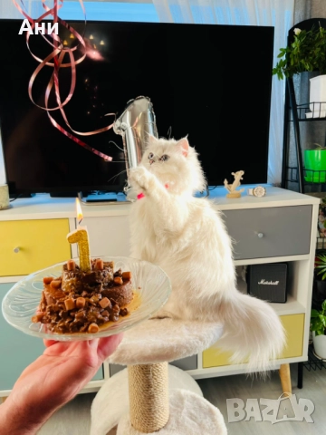 КОТЕНЦА МЕЧТА , снимка 5 - Чинчили - 52469102