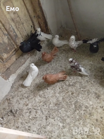 Продавам гълъбиии те си 