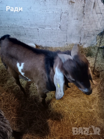 Продавам , снимка 5 - Кози - 52828052