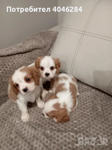 Кавалер Кинг Чарлз , снимка 9 - Други - 53623830