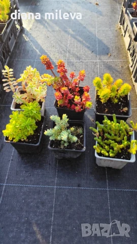 Седуми - промо пакет от 6 различни вида!, снимка 1