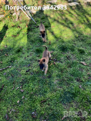 Белгийска овчарка Малиноа , снимка 5 - Белгийска овчарка - 52797025