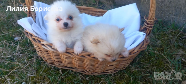 Продавам Мини померани , снимка 4 - Померан - 53826947