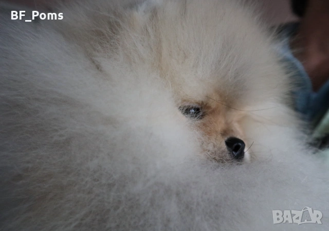 Страхотно момченце померан с родословие FCI, снимка 14 - Померан - 52918943