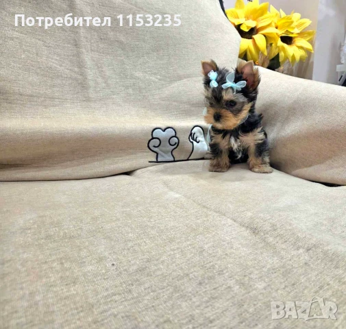 мини йорки, снимка 1