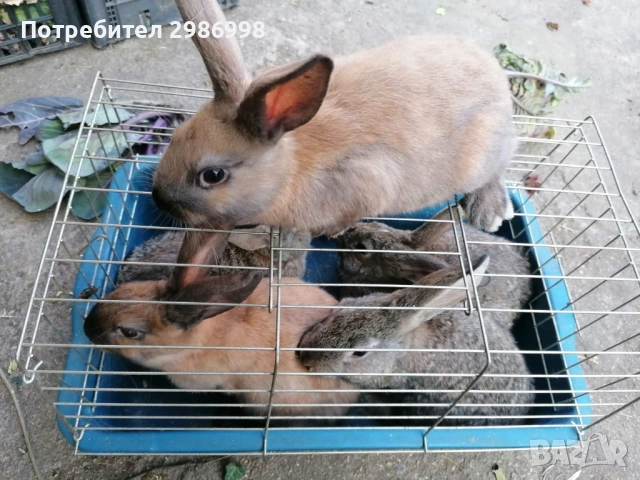 Млади зайчета, снимка 2 - Други животни - 53742106
