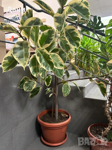 продавам цветя, снимка 3 - Стайни растения - 50812195