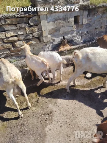 Продавам женски Ярета, снимка 3 - Кози - 55748752