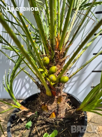 Палма Хемеропс Хумилис, снимка 2 - Стайни растения - 51011928