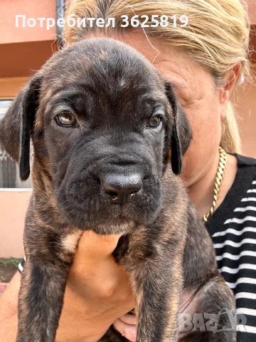 Кане Корсо - Cane Corso кученца, снимка 2 - Кане корсо - 55834113