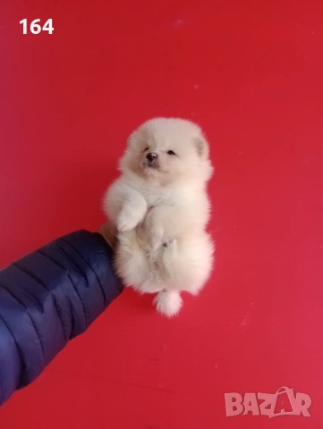 Мъжки и женски Померани. Реални снимки от 12.01.26 г. , снимка 15 - Померан - 53015028