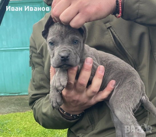 Кане Корсо Женско