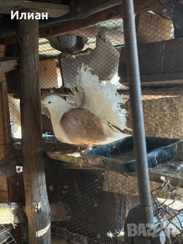 Фенерлии, снимка 2 - Гълъби - 52867057