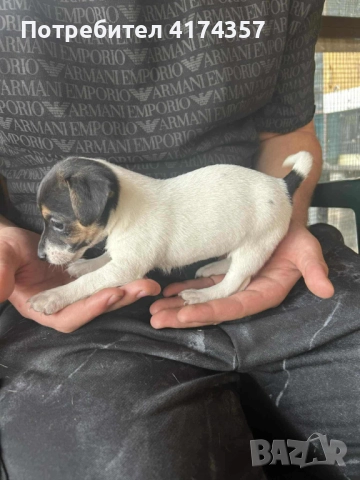 Джак ръсел териер , снимка 6 - Джак ръсел териер - 52822970