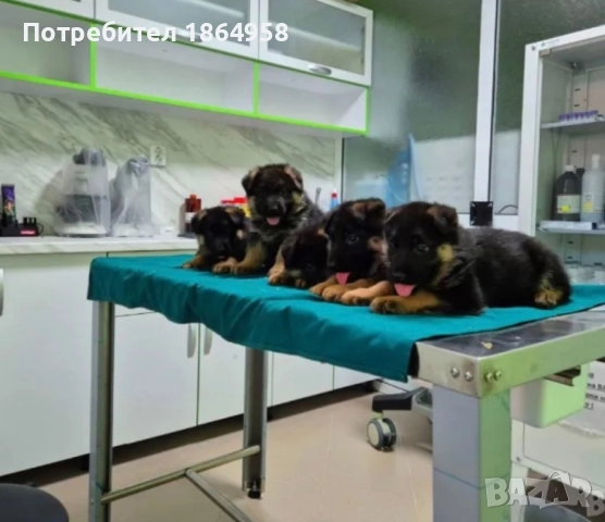 Немски Овчарски Кучета Доставка , снимка 2 - Немска овчарка - 52923067