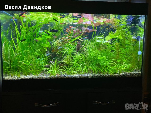 Живородни рибки , снимка 14 - Рибки - 44500989