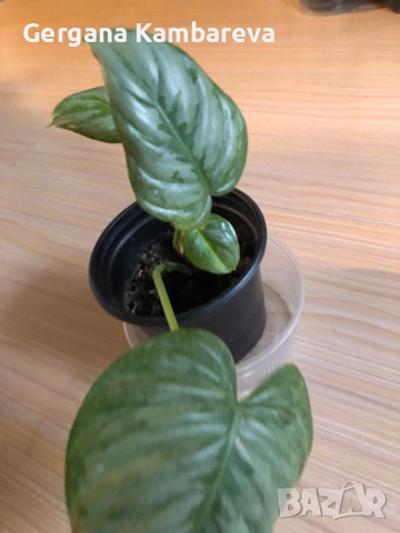 Philodendron Sodiroi 