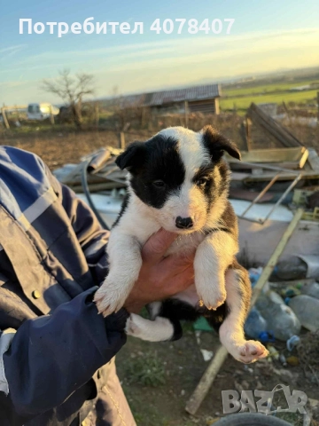 кученца Бордър коли