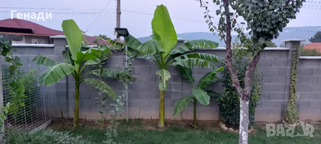 Изграждане на капково напояване - поливни системи в парници градини и дворове за Шумен Търговище , снимка 10 - Напояване - 49839055