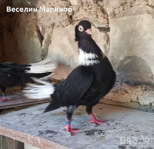 продавам  шуменски  гьлаби  и  американски храна4и, снимка 2 - Гълъби - 50969461