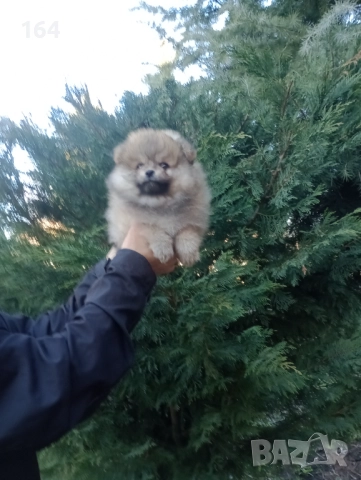 Мъжки Померани. Реални снимки от 29.12.25 г. , снимка 8 - Померан - 52926789