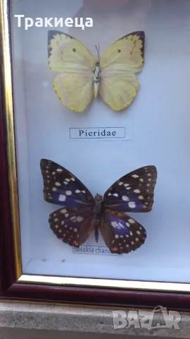 ПРЕПАРИРАНИ ПЕПЕРУДИ В РАМКА КАРТИНА, снимка 8 - Декорация за дома - 48794507