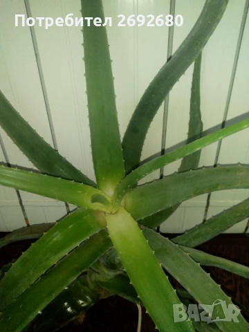 Голямо дървовидно лечебно алое-80см.височина , снимка 10 - Стайни растения - 51288532