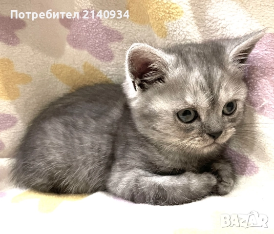 Британско момче. Сръбрена чинчила, снимка 2 - Британска късокосместа - 52997443