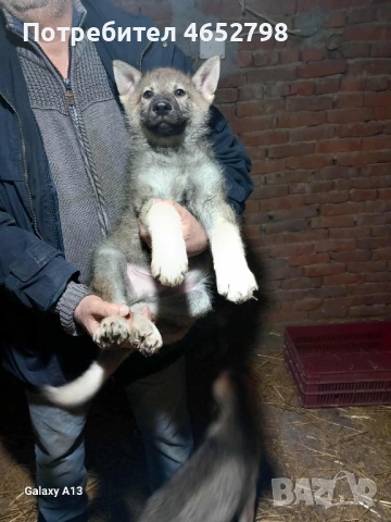 Чехославашки Вълчак, снимка 2 - Други - 53135165