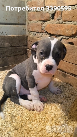 Американско були , снимка 4 - Питбул - 52606898