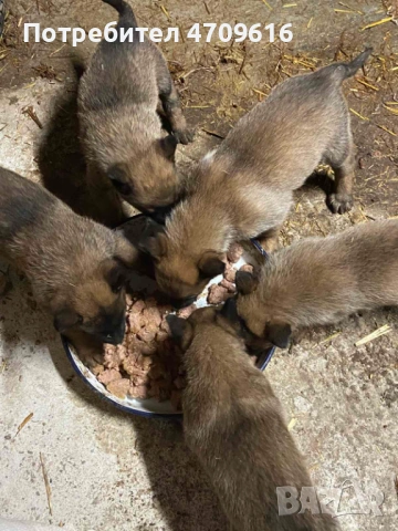 Белгийски овчарки