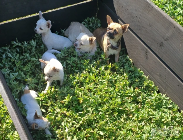 Мини чихуахуа , снимка 1