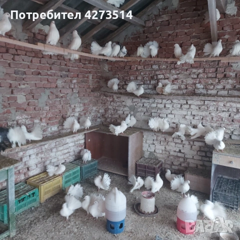 Продавам гълъби финерлии - бели и пъстри, снимка 10 - Гълъби - 53299830