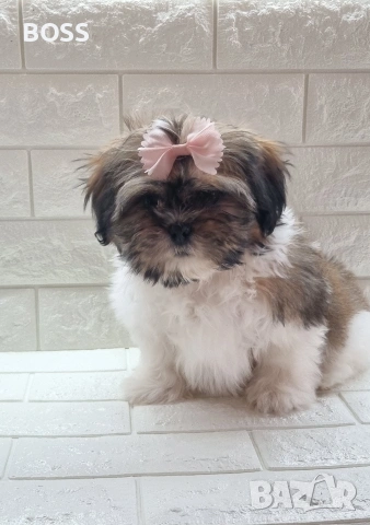 Ши Тцу Shih Tzu, снимка 3 - Ши Тцу - 53657186