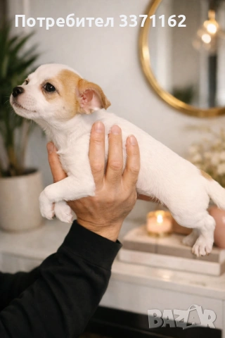  Момиче  Чихуахуа