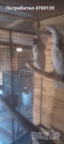 Какаду Алба, снимка 3 - Папагали - 53854573