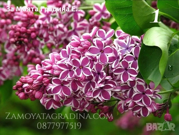 Люляк 4 цвята , снимка 3 - Градински цветя и растения - 53635473