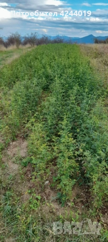 Разсад шипка, снимка 2 - Разсади - 52951225