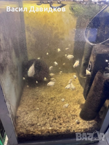 Бял папагал (White / Platinum Blood Parrot), снимка 3 - Рибки - 53250789