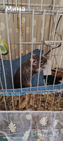 клетка за гризачи