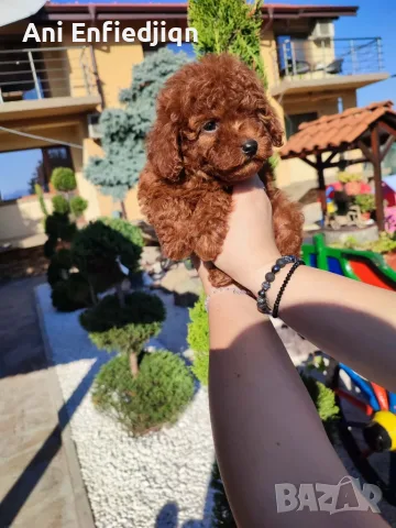 Пудел Той/Poodle Toy, снимка 3 - Пудели - 55990228